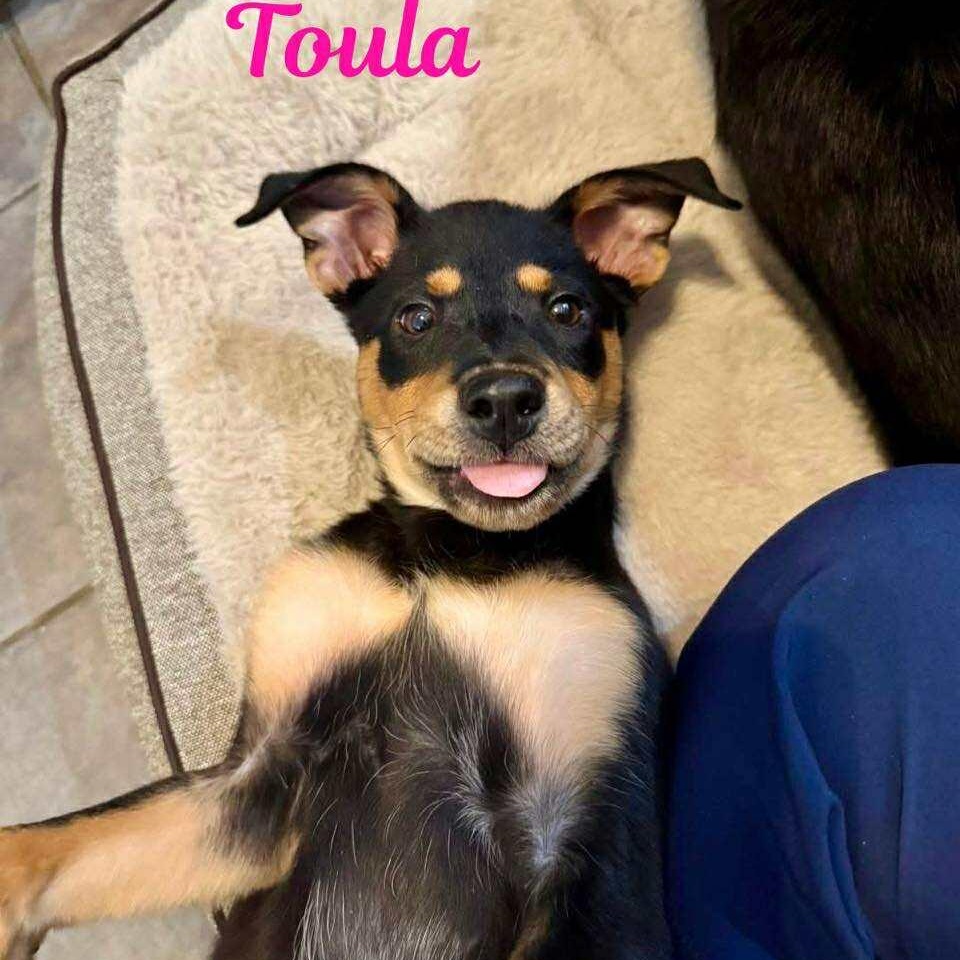 TOULA