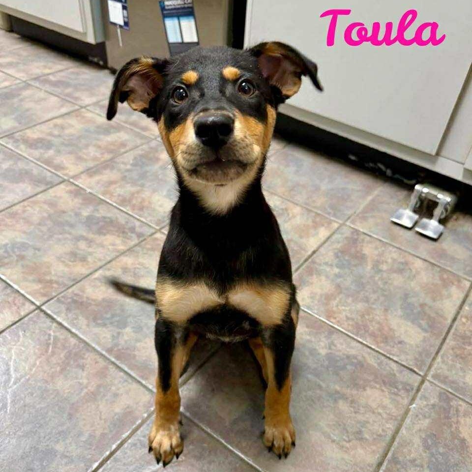 TOULA
