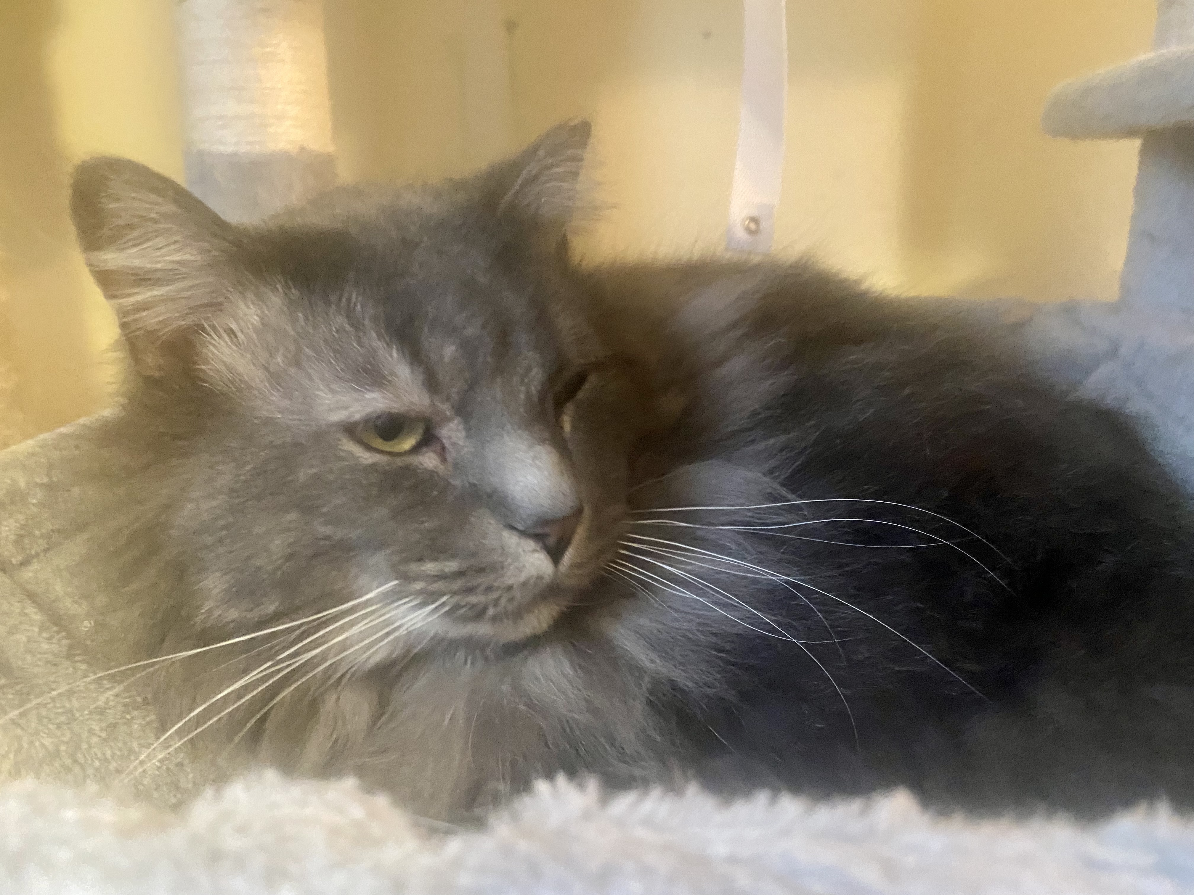 Smoke, Adoptable, Adult Male Domestic Long Hair.