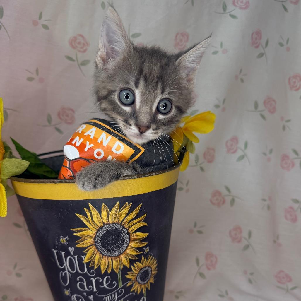 Kiwi, Adoptable, Kitten Male Abyssinian & American Wirehair.
