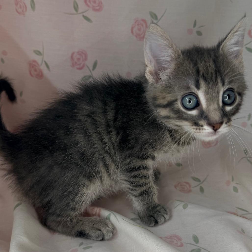 Kiwi, a Adoptable mixed breed in Mount Vernon, IL image 2/6