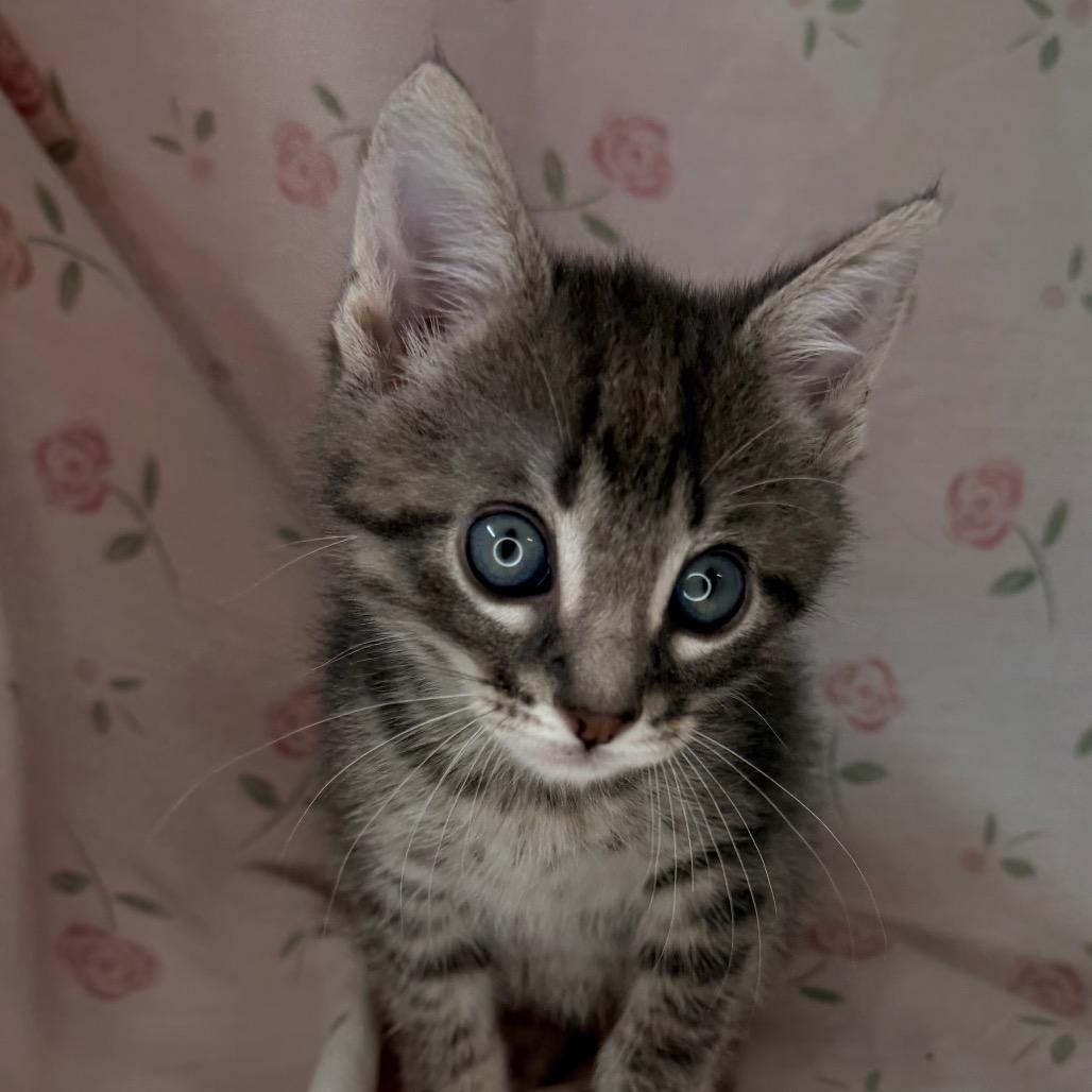 Kiwi, a Adoptable mixed breed in Mount Vernon, IL image 3/6