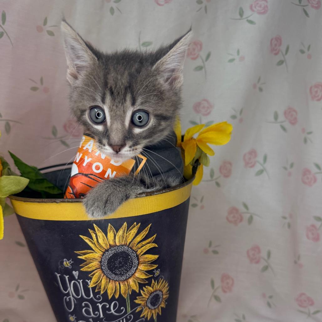 Kiwi, a Adoptable mixed breed in Mount Vernon, IL image 4/6