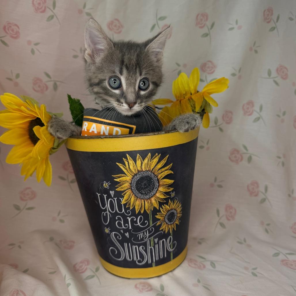 Kiwi, a Adoptable mixed breed in Mount Vernon, IL image 6/6