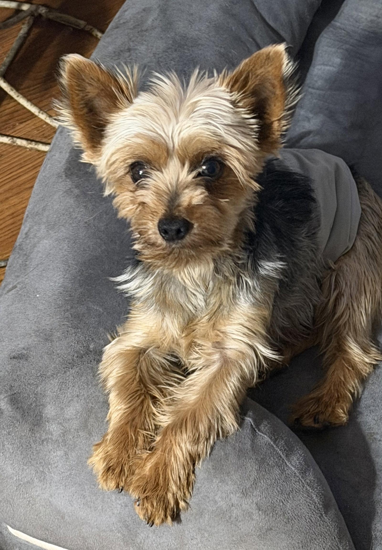 Ford, Adoptable, Adult Male Yorkshire Terrier.