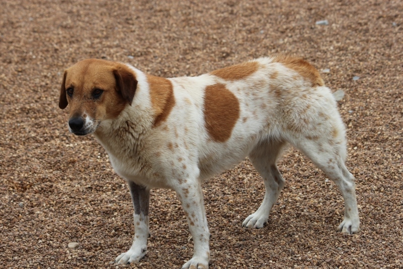 Enlarge Cattle Kate, a Adoptable mixed breed in Wynne, AR image 4/8