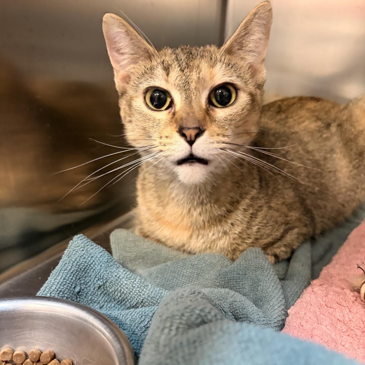 Enlarge Coral Bell, a ADOPTABLE Domestic Short Hair in Saint Charles, MO image 2/2