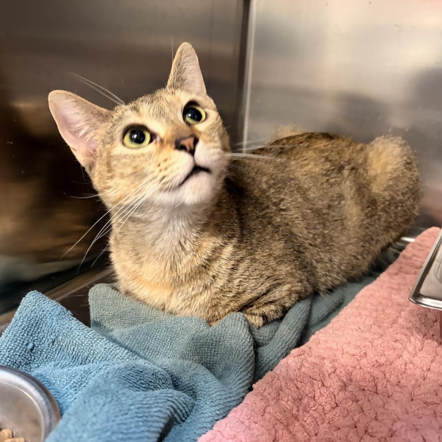 Enlarge Coral Bell, a ADOPTABLE Domestic Short Hair in Saint Charles, MO image 1/2