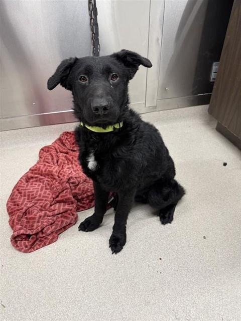 Enlarge BARRETT, a Adoptable mixed breed in Fairbanks, AK image 1/1