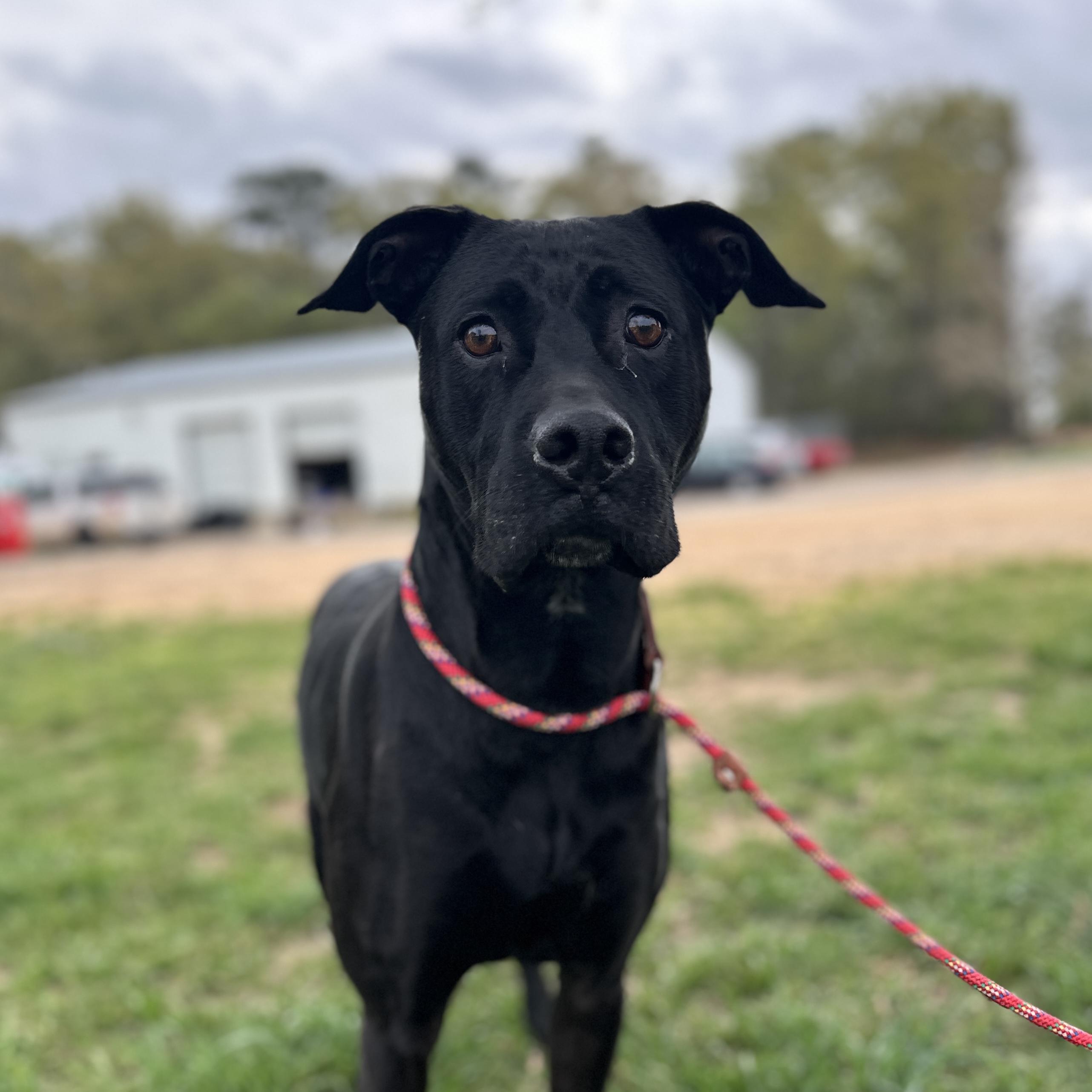 Hilda — thumbnail 4