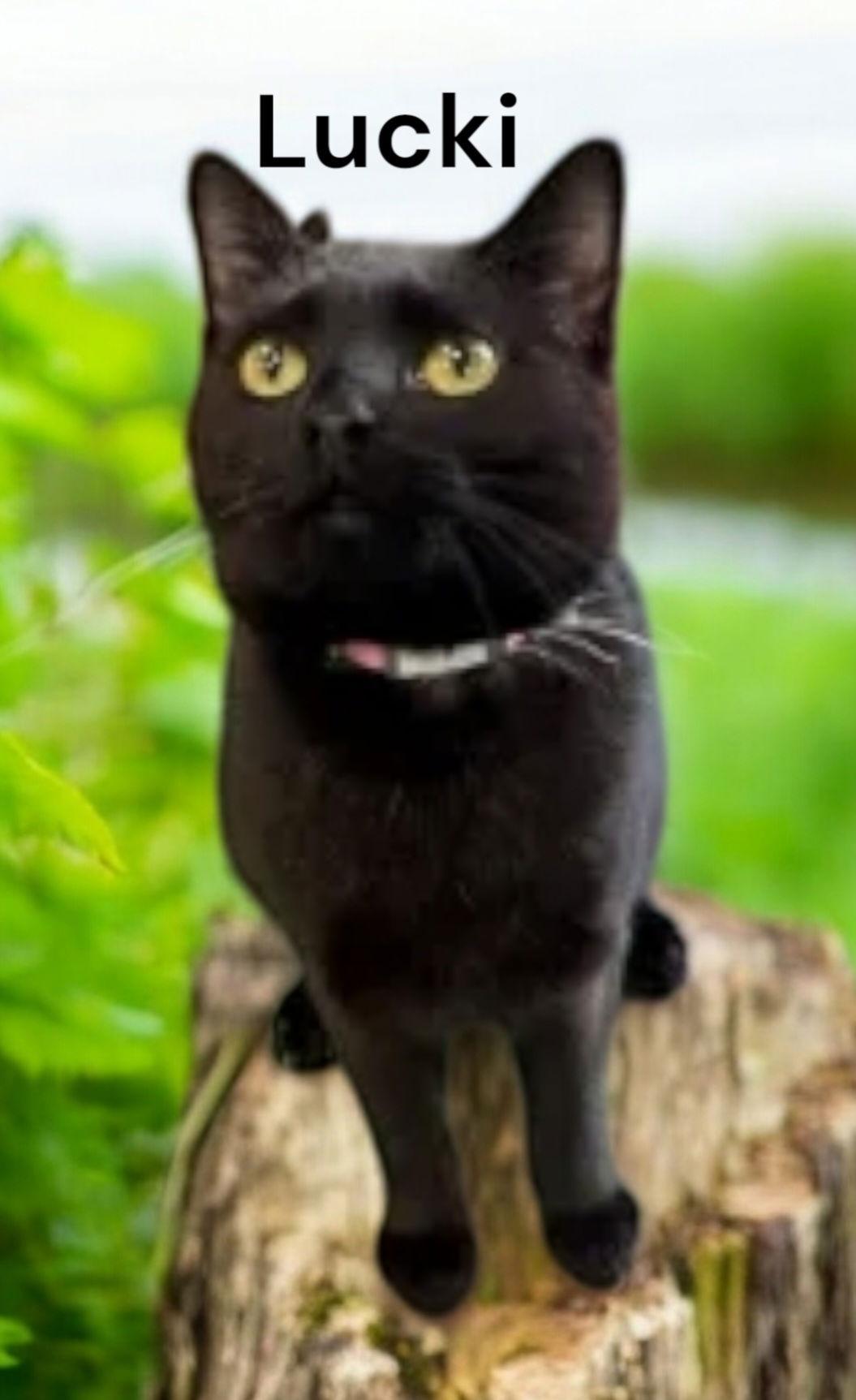 Lucki, Adoptable, Adult Female Domestic Short Hair.