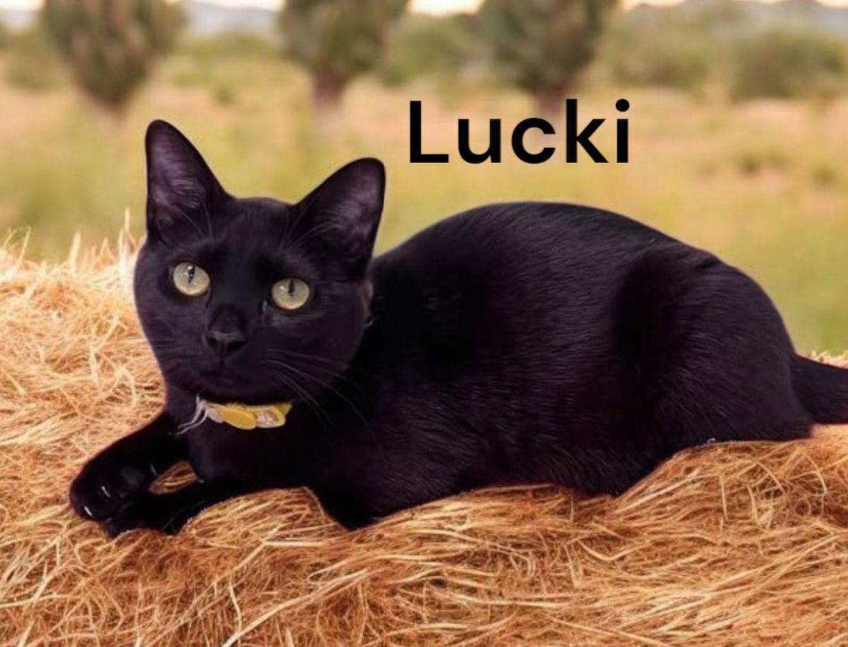 Enlarge Lucki, a Adoptable Domestic Short Hair in Weems, VA image 1/3