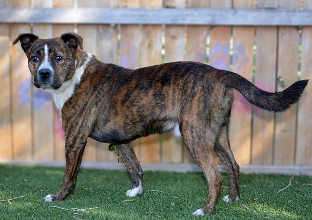 CORDUROY, Adoptable, Adult Male Pit Bull Terrier & Mixed Breed.