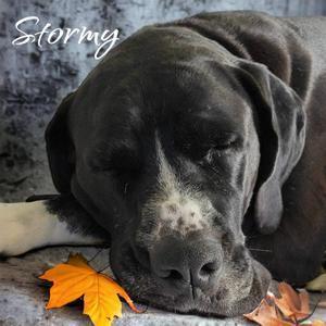 Enlarge Stormy, a Adoptable mixed breed in BROWNSBURG, IN image 1/13