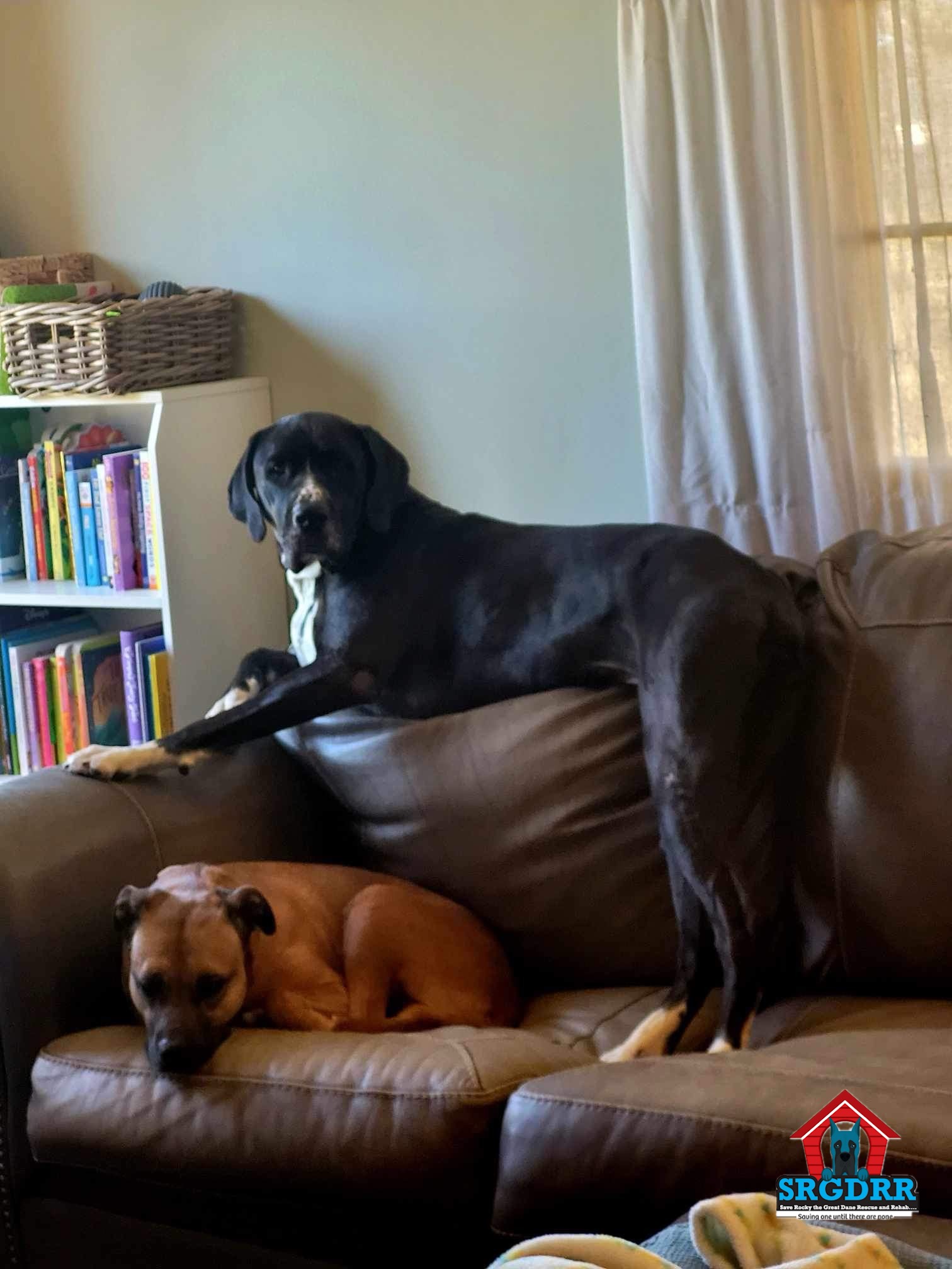 Enlarge Stormy, a Adoptable mixed breed in BROWNSBURG, IN image 2/13