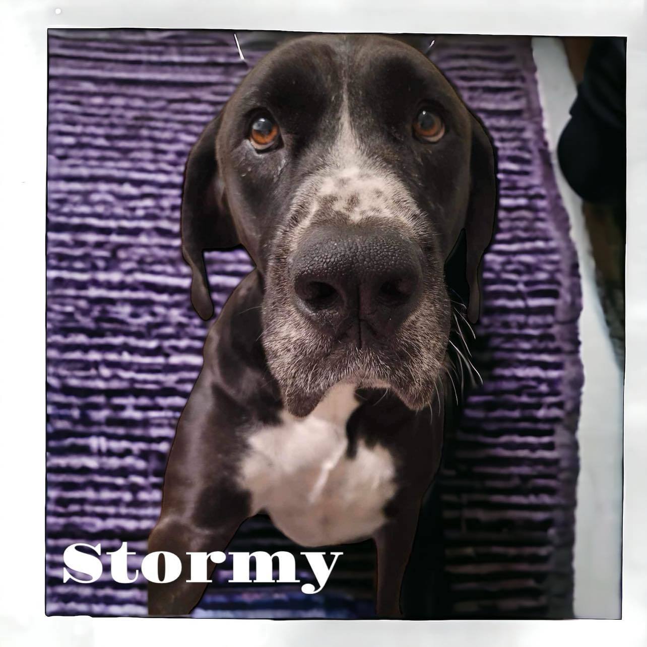 Enlarge Stormy, a Adoptable mixed breed in BROWNSBURG, IN image 3/13