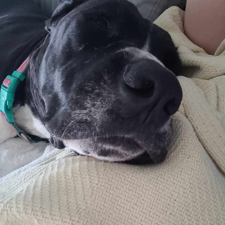 Enlarge Stormy, a Adoptable mixed breed in BROWNSBURG, IN image 4/13