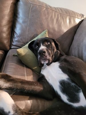 Enlarge Stormy, a Adoptable mixed breed in BROWNSBURG, IN image 5/13