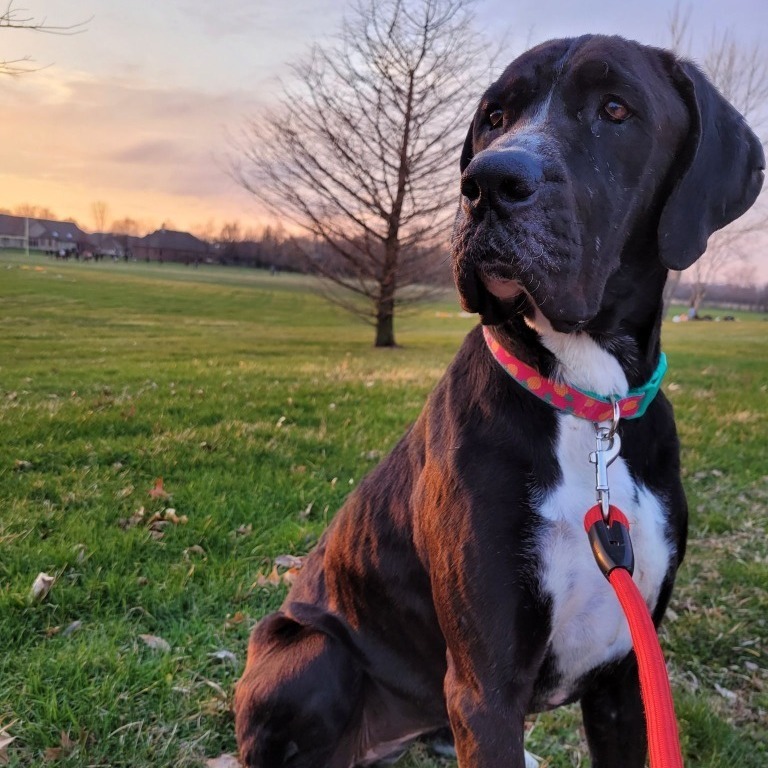 Enlarge Stormy, a Adoptable mixed breed in BROWNSBURG, IN image 6/13