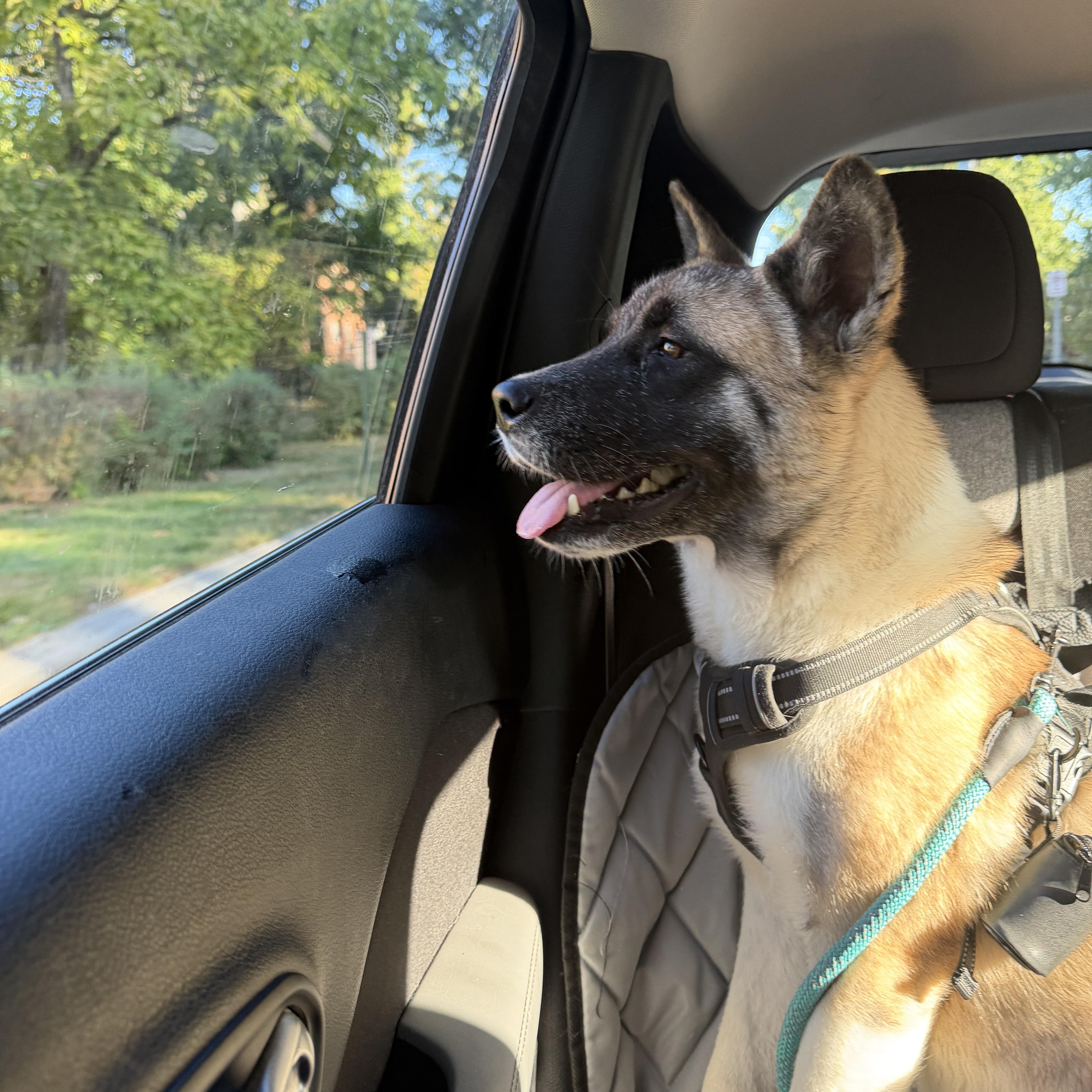 Jackson, Adoptable, Puppy Male Akita.