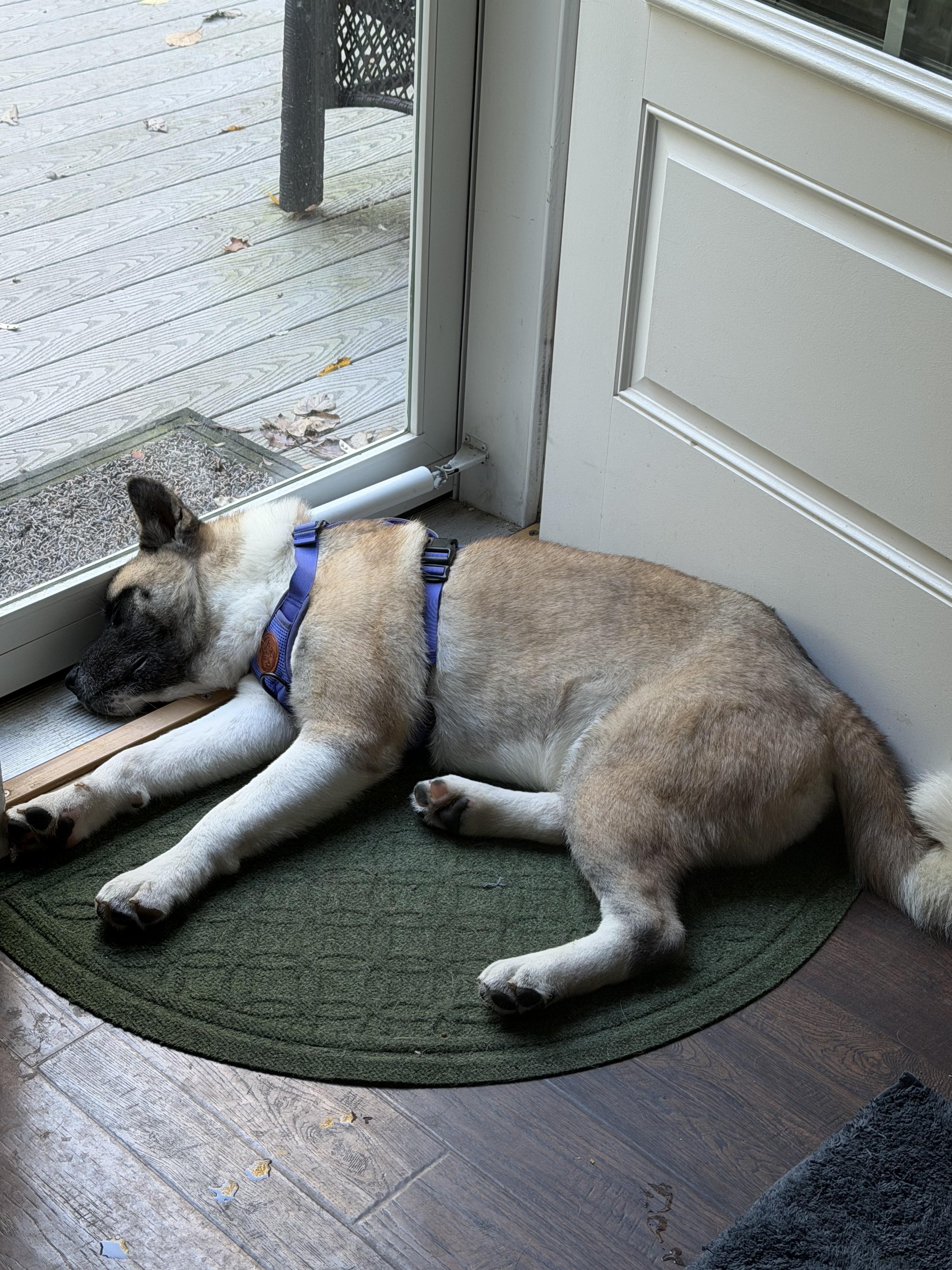 Enlarge Jackson, a Adoptable Akita in Chicago, IL image 3/4
