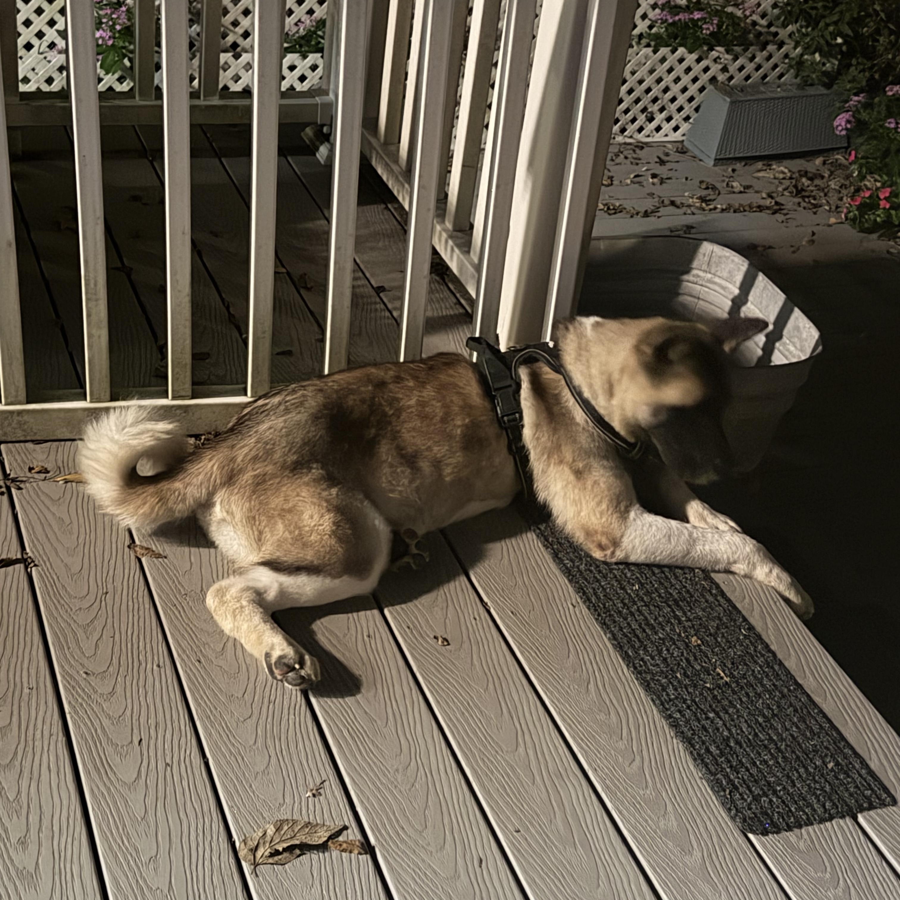 Enlarge Jackson, a Adoptable Akita in Chicago, IL image 4/4