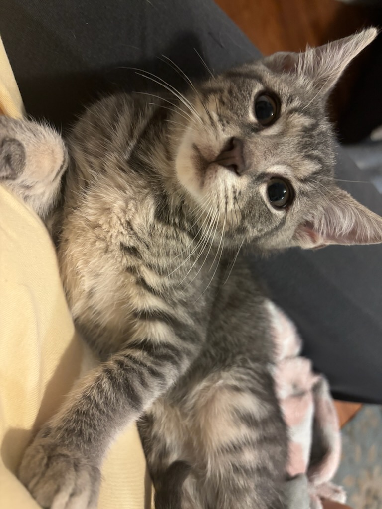 Cat for adoption Marble, a Domestic Short Hair in Palisades Park, NJ