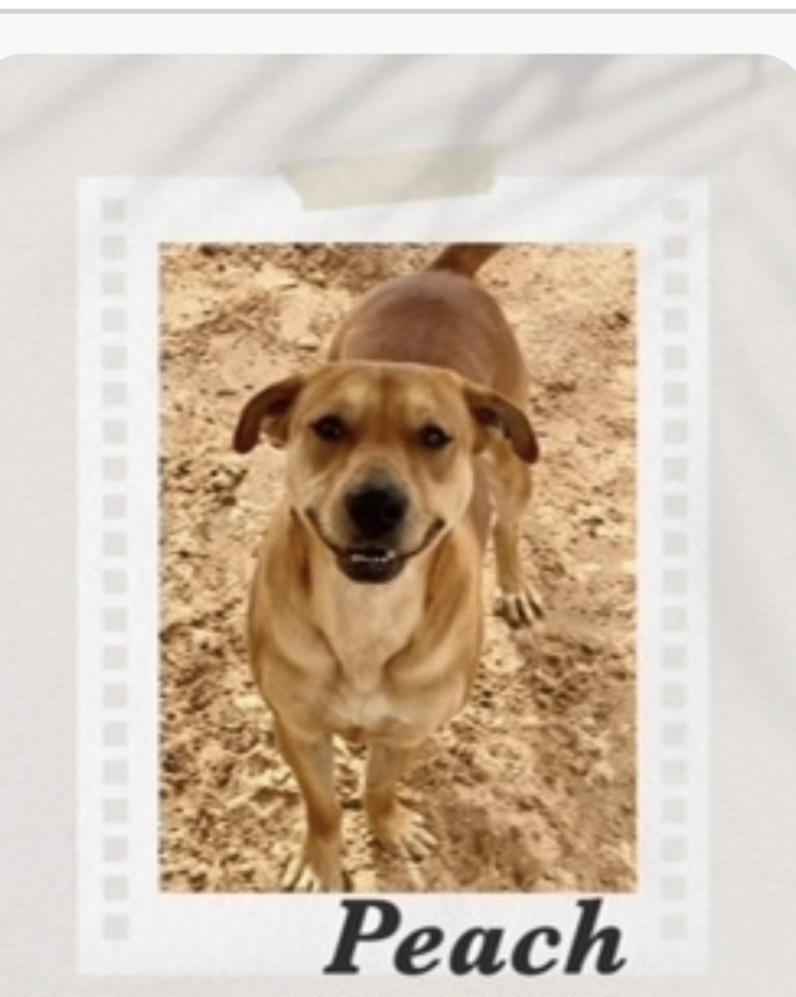 Peach, Adoptable, Adult Female Labrador Retriever & Pit Bull Terrier.