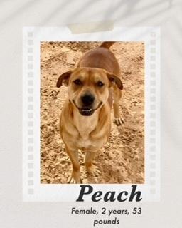 Peach, Adoptable, Adult Female Labrador Retriever & Pit Bull Terrier.
