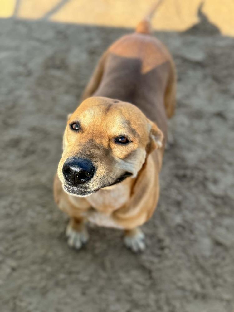 Enlarge Peach, a Adoptable mixed breed in Puerto Penasco, SON image 3/4