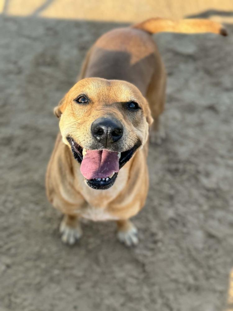 Enlarge Peach, a Adoptable mixed breed in Puerto Penasco, SON image 4/4