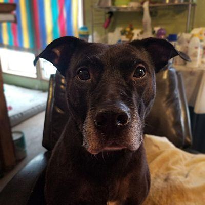 Jasmine, a Adoptable mixed breed in Fort Wayne, IN image 1/6