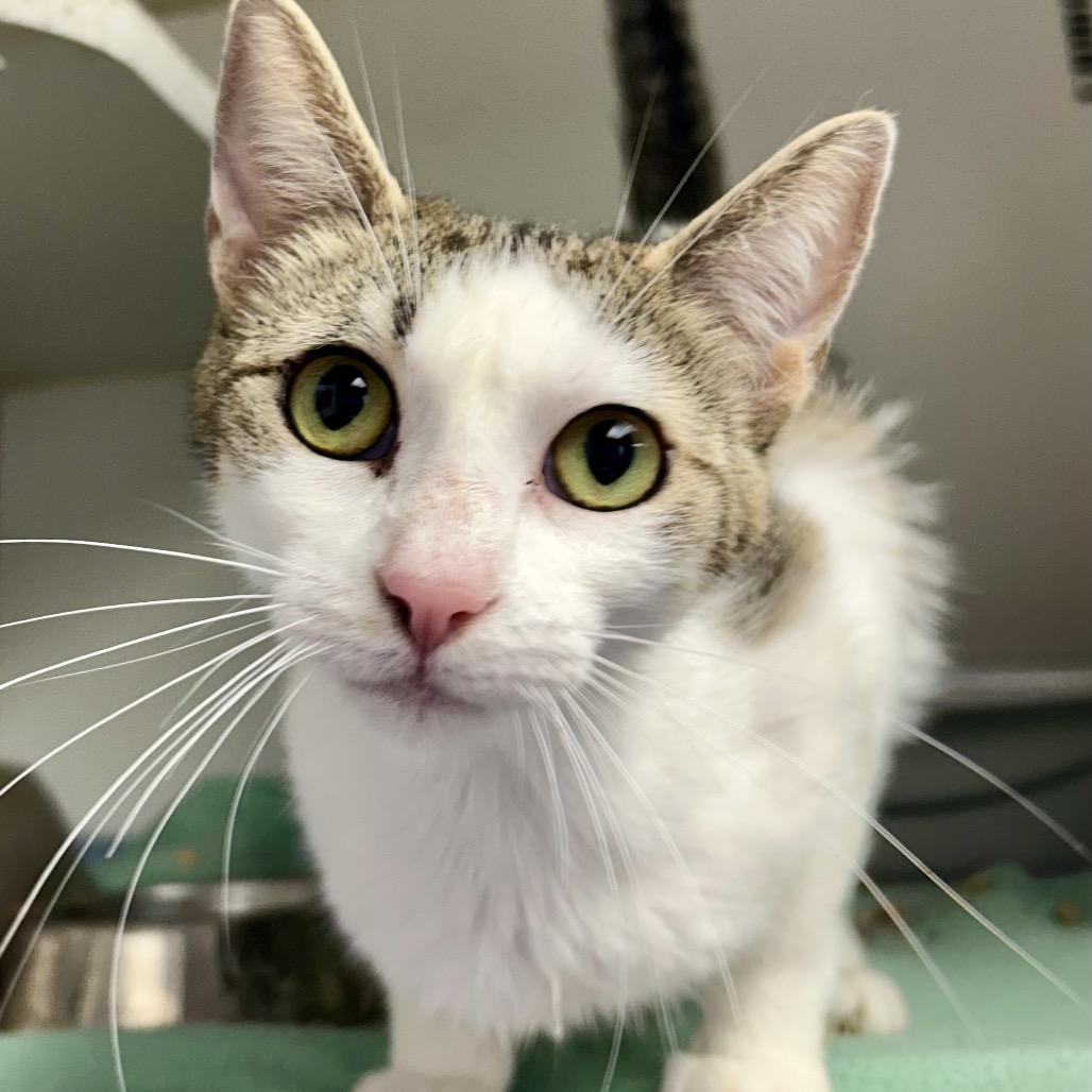 Janie, Adoptable, Adult Female Domestic Short Hair.