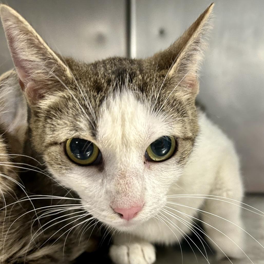 Janie, a Adoptable Domestic Short Hair in St Joseph, MO image 2/2