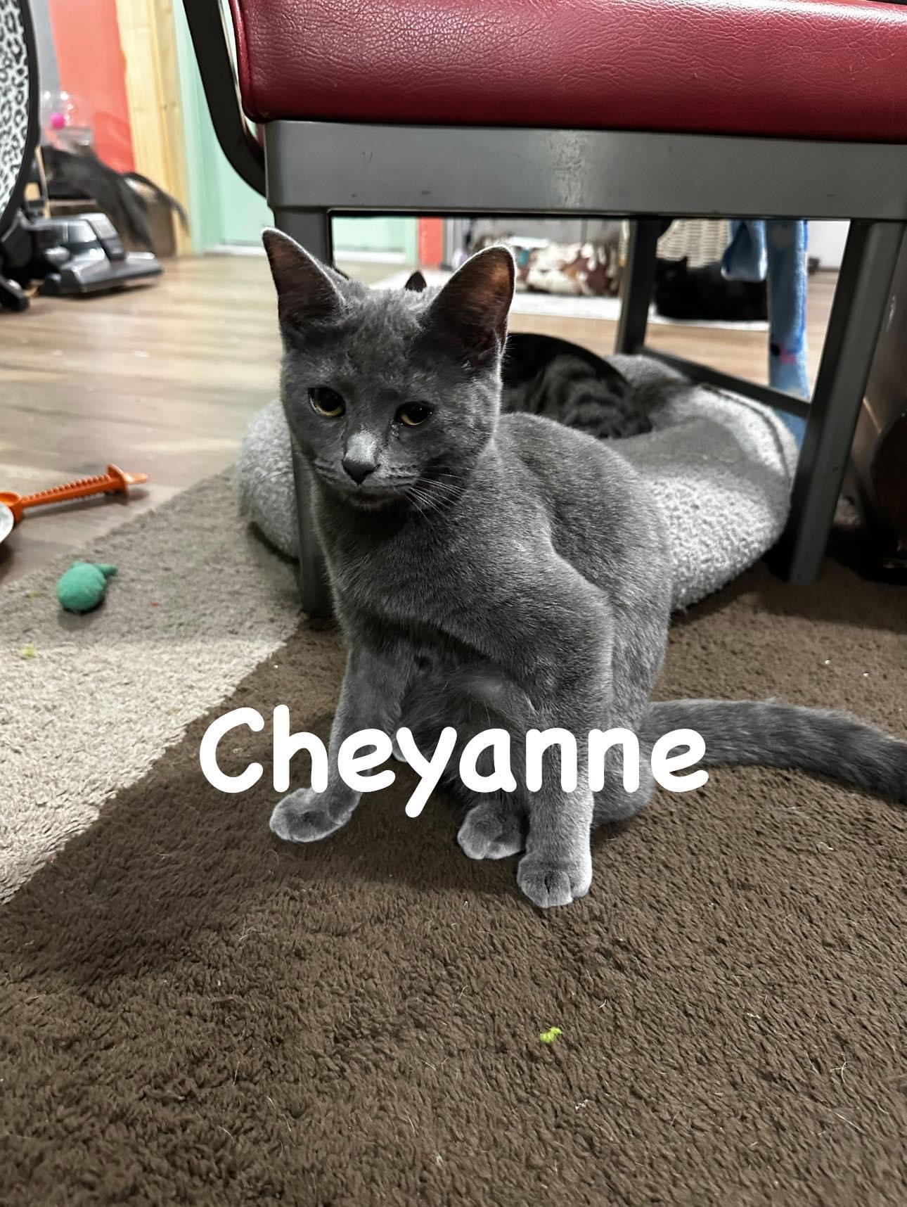 Cheyanne, a Adoptable Domestic Short Hair in Ellington, MO image 1/2