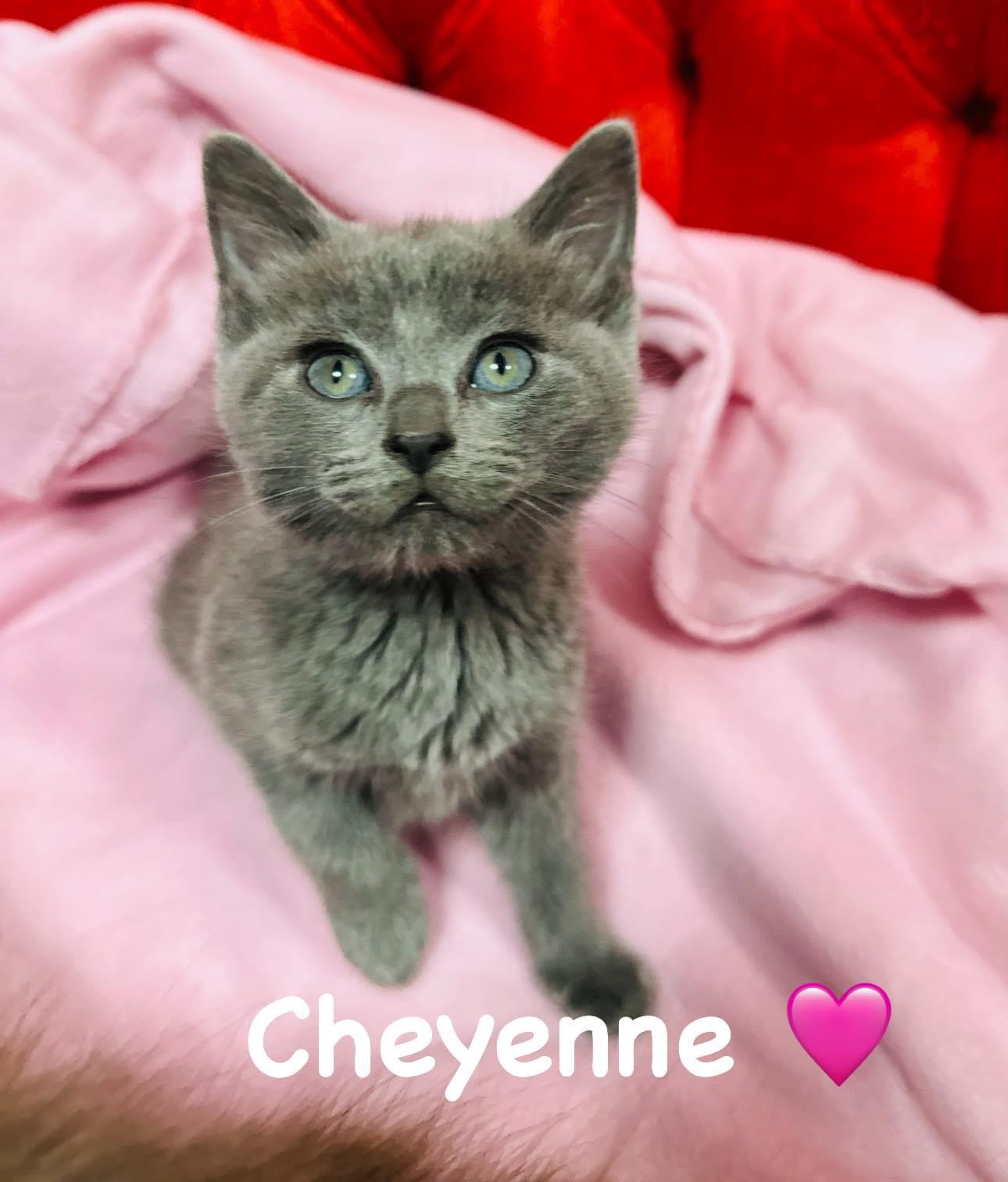 Cheyanne, a Adoptable Domestic Short Hair in Ellington, MO image 2/2