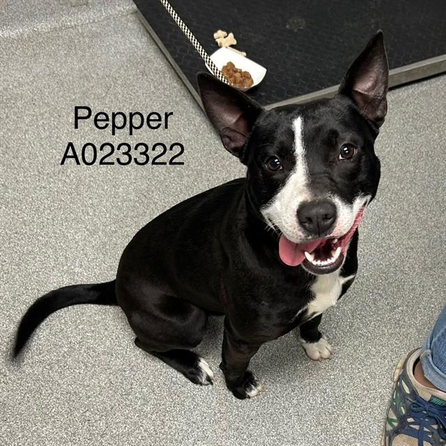 Enlarge PEPPER, a Adoptable mixed breed in Lincolnton, NC image 1/1