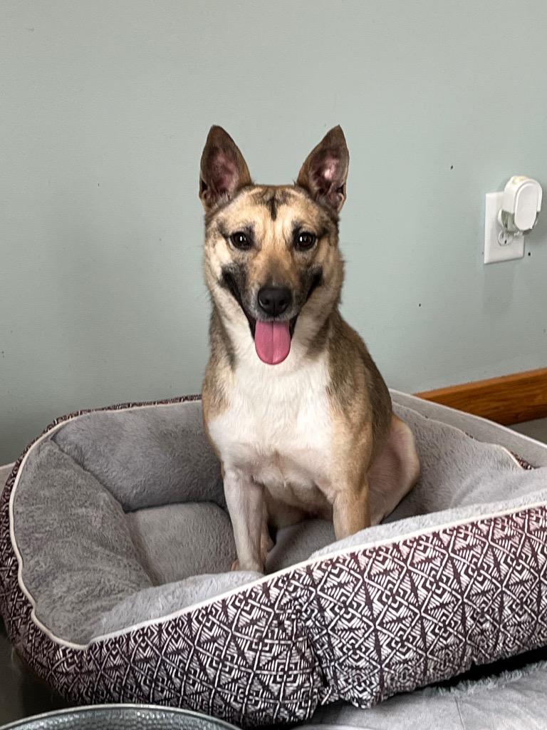 Shortcake, a Adoptable German Shepherd Dog in Lawrenceburg, TN image 1/4