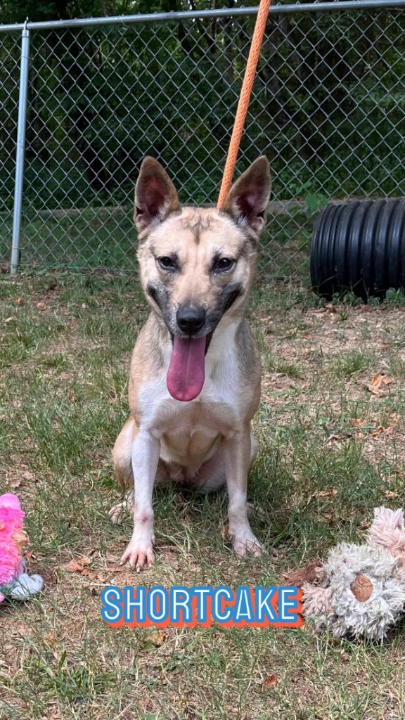 Enlarge Shortcake, a Adoptable German Shepherd Dog in Lawrenceburg, TN image 2/4