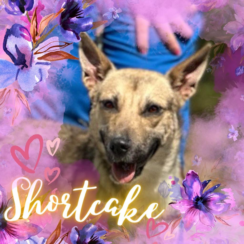 Shortcake, a Adoptable German Shepherd Dog in Lawrenceburg, TN image 3/4