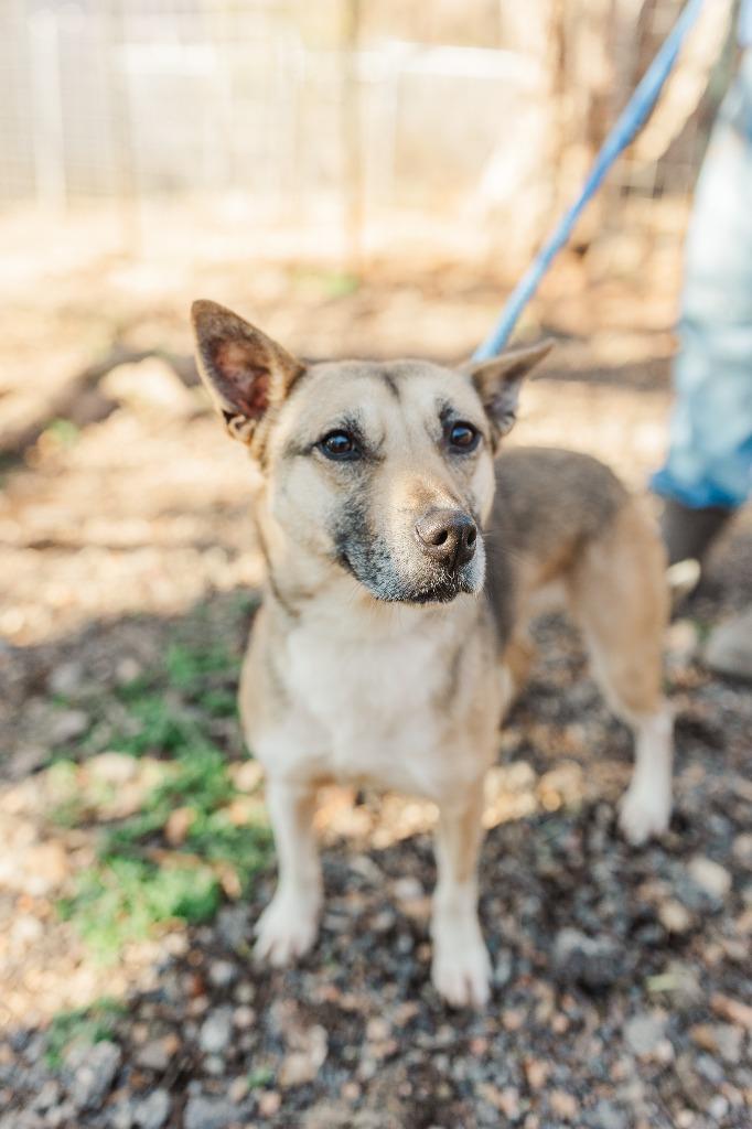 Shortcake, a Adoptable German Shepherd Dog in Lawrenceburg, TN image 2/6