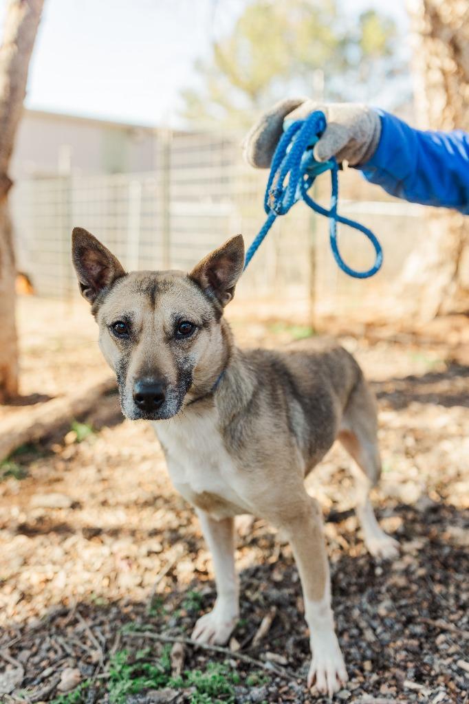 Shortcake, a Adoptable German Shepherd Dog in Lawrenceburg, TN image 3/6