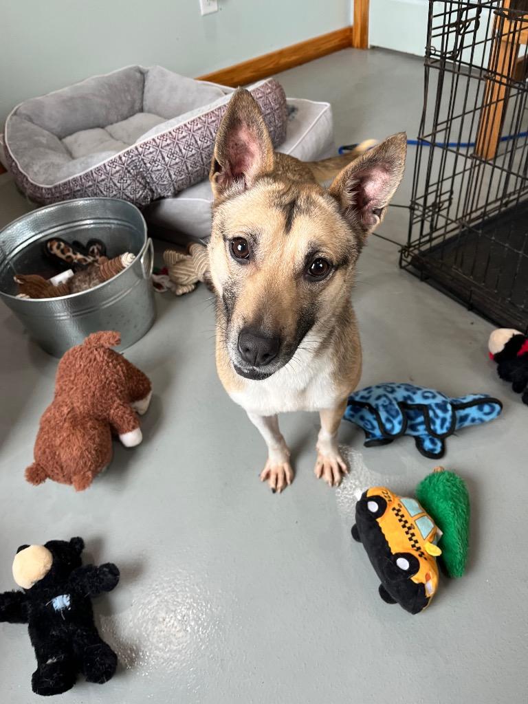 Shortcake, a Adoptable German Shepherd Dog in Lawrenceburg, TN image 6/6