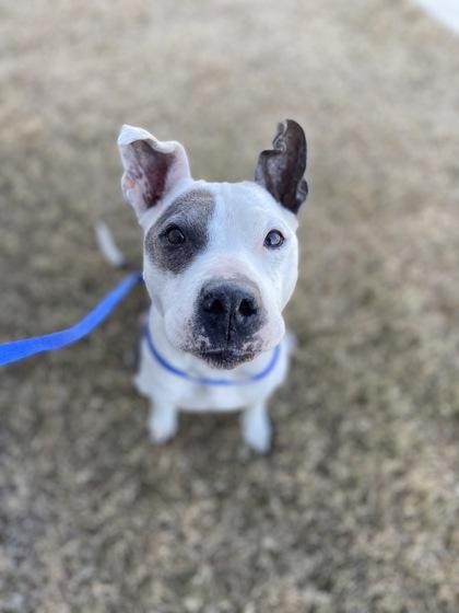 Gilda — thumbnail 2