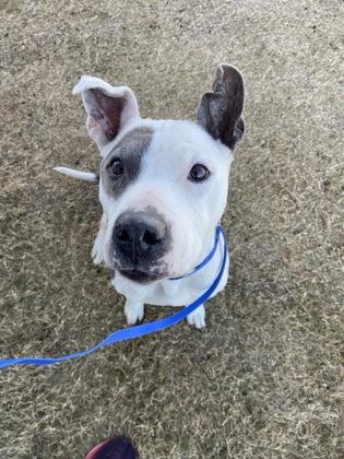 Gilda — thumbnail 3