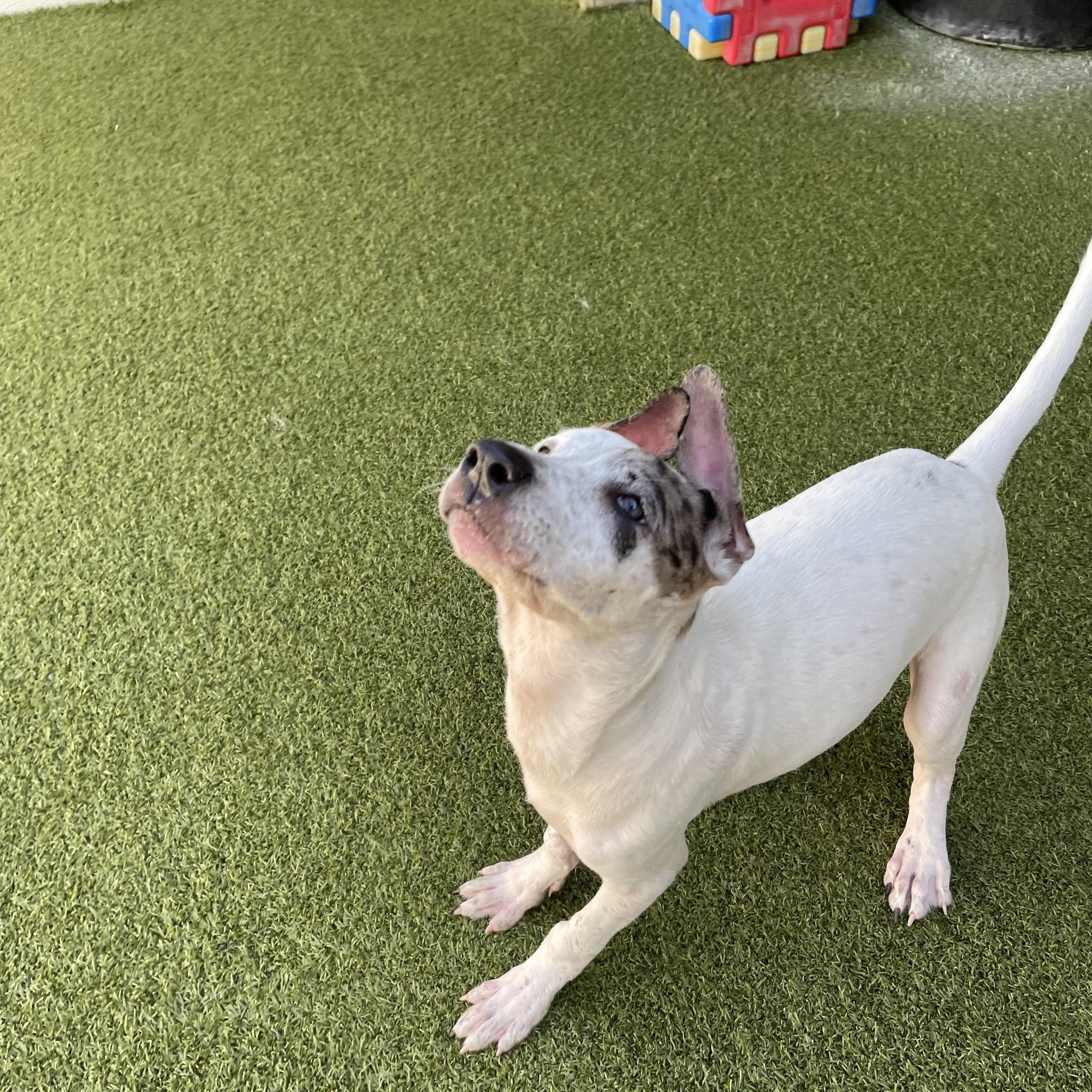 Fancy, Adoptable, Puppy Female Fox Terrier.