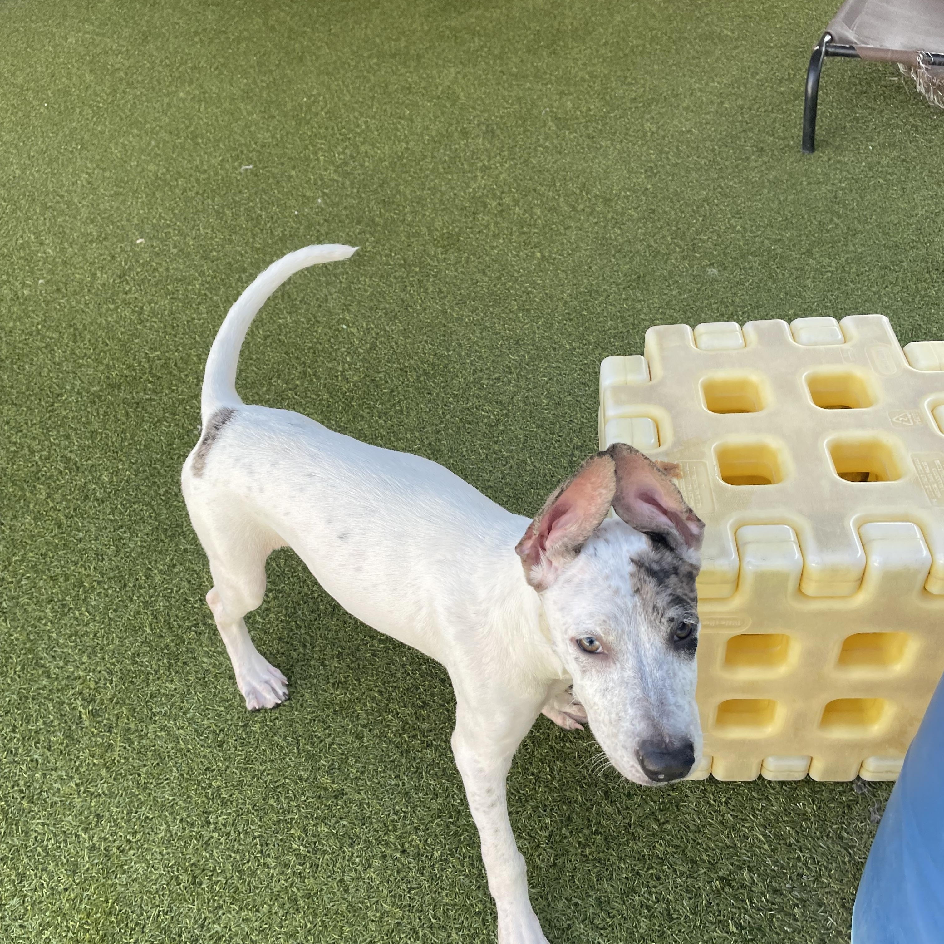 Fancy, a Adoptable mixed breed in Houston, TX image 2/6