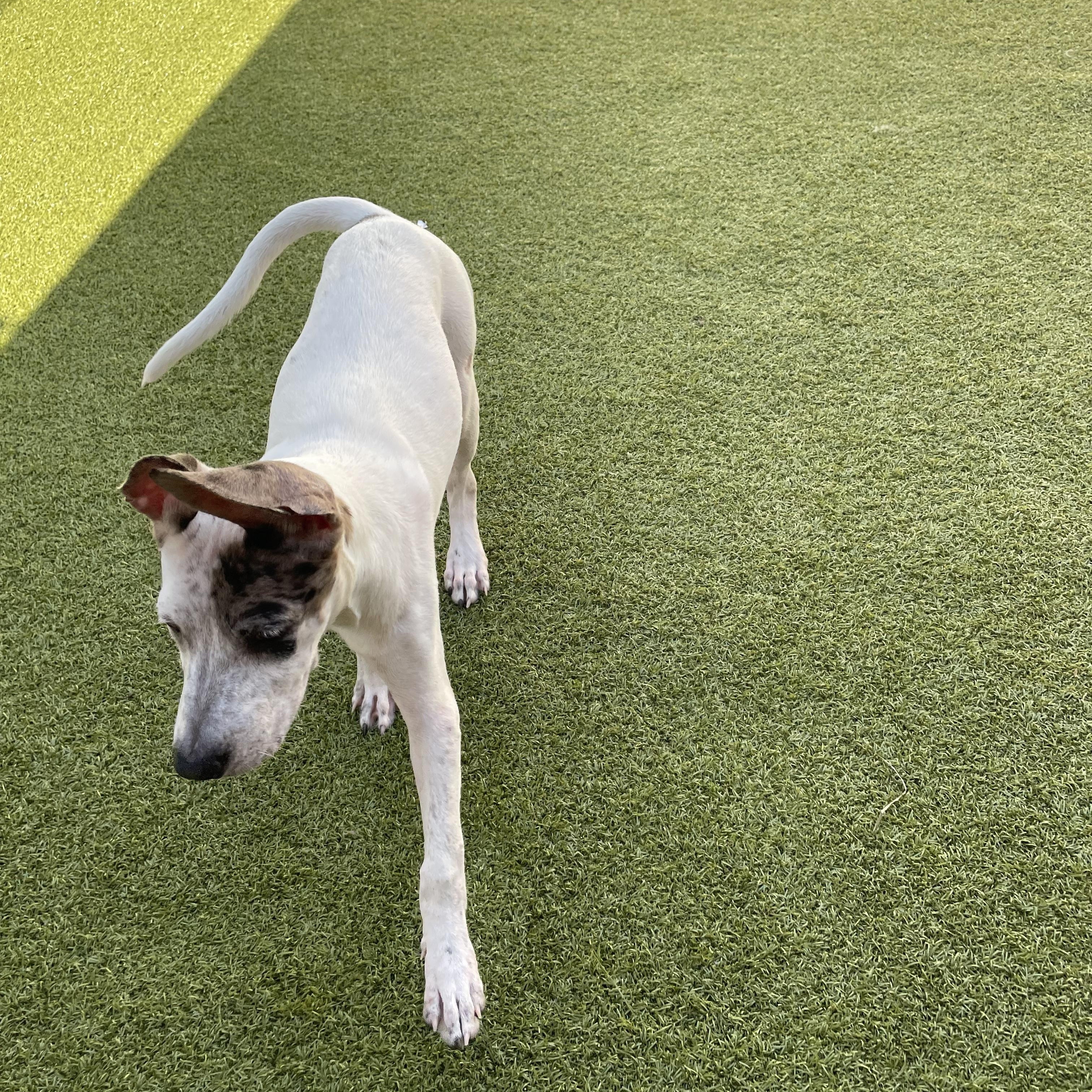 Fancy, a Adoptable mixed breed in Houston, TX image 3/6