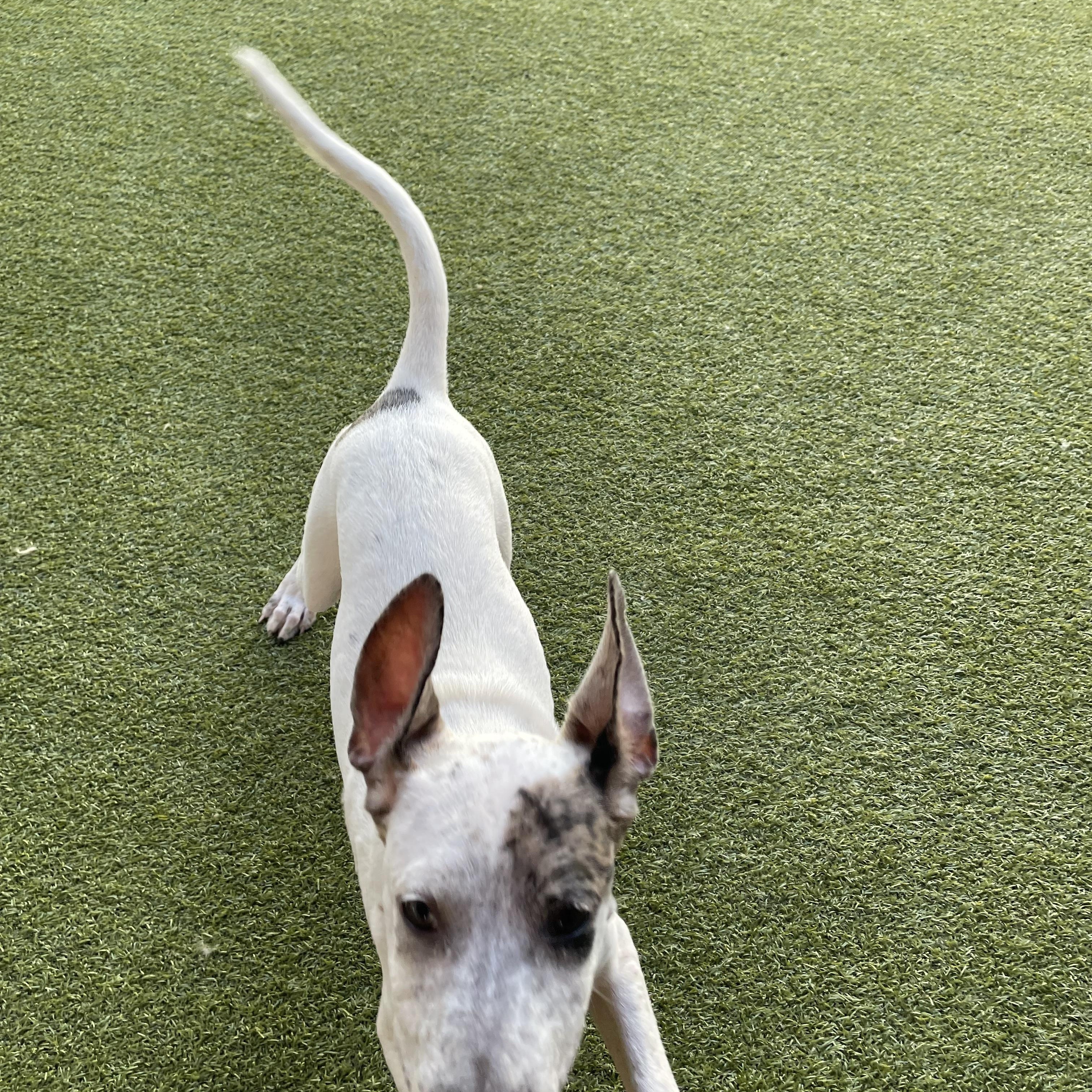 Fancy, a Adoptable mixed breed in Houston, TX image 4/6