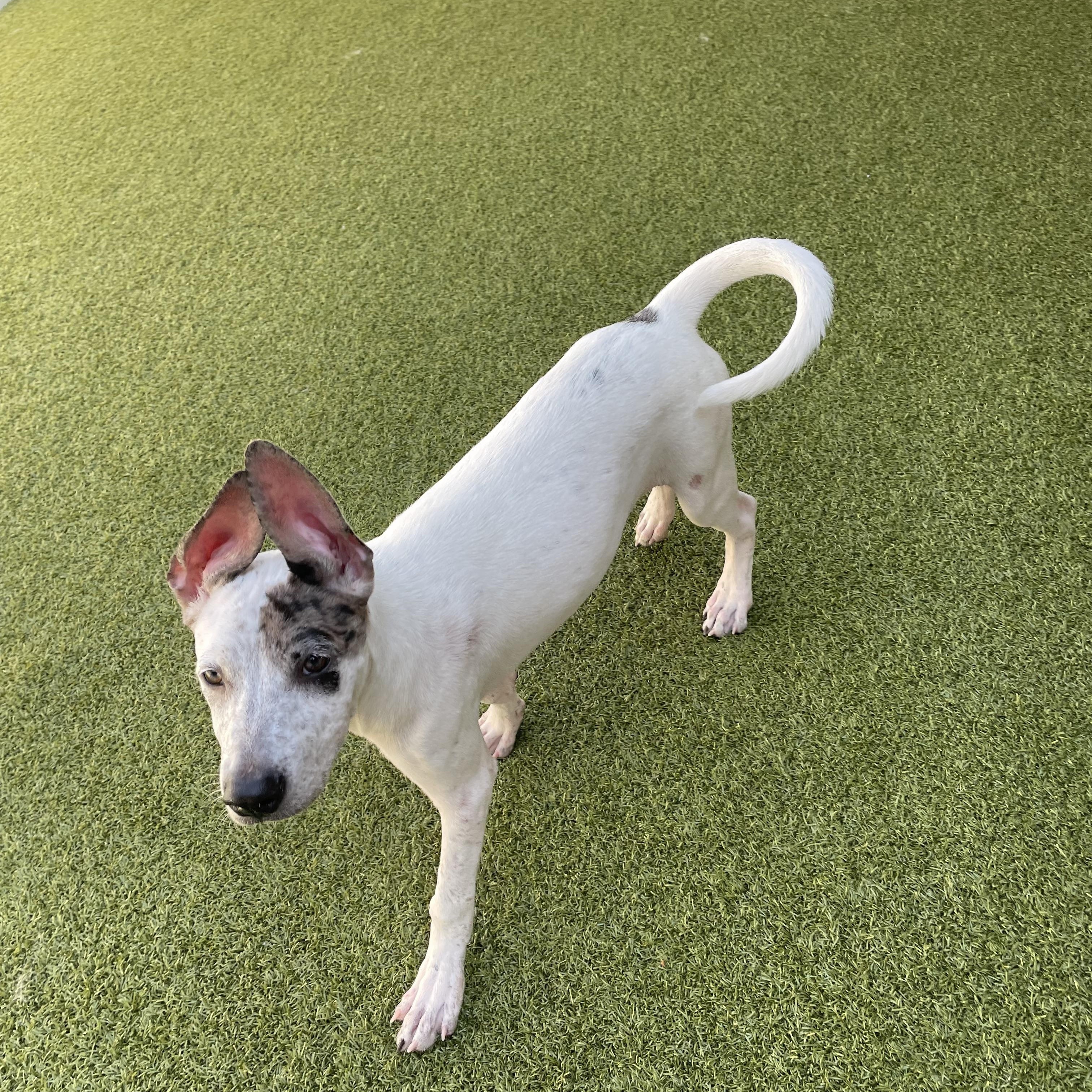 Fancy, a Adoptable mixed breed in Houston, TX image 5/6